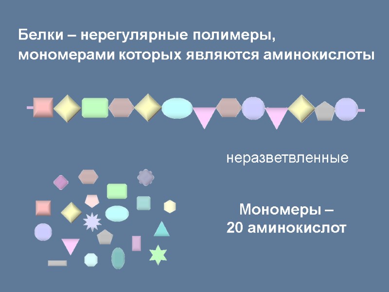 Белки – нерегулярные полимеры,  мономерами которых являются аминокислоты   Мономеры – 